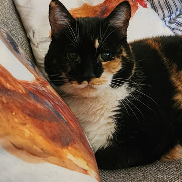 Biography of Birdie the Cat