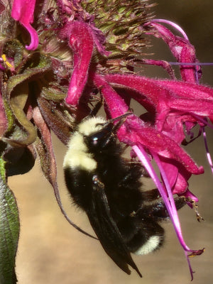 Our Pollinator Promise